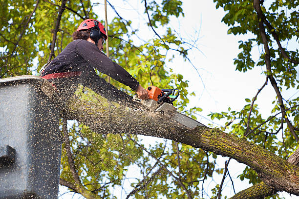 Tree Branch Trimming in Viera East, FL